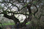 Platbos indigenous forest, Africa´s Southernmost forest