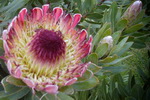 Fynbos and proteas can be seen on the farm in season.